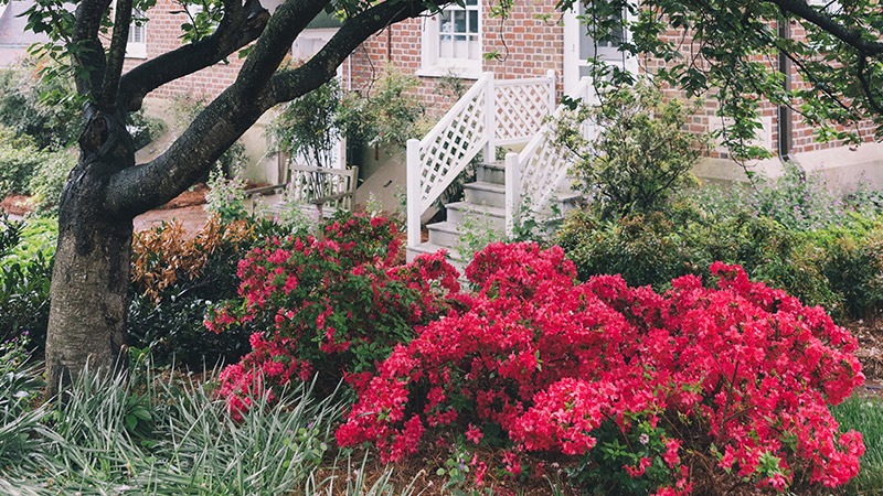 Photo of azaleas outside school building Photo of azaleas outside school building